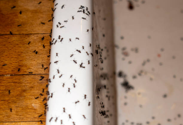 Best Ant Control Services  in Rancho Cordova, CA
