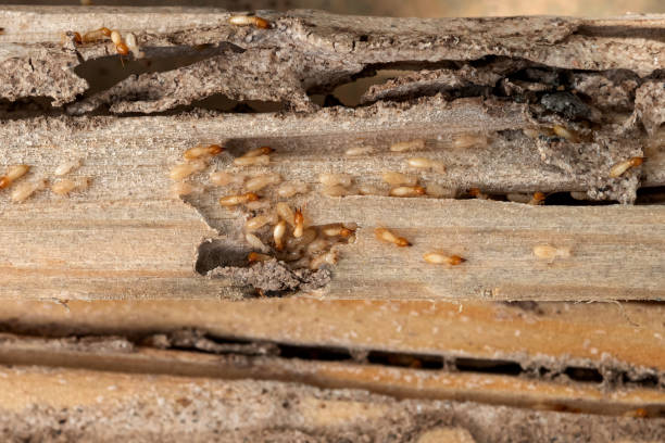 Best Mosquito Control Services  in Rancho Cordova, CA